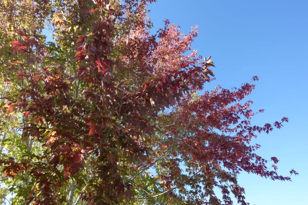 Carson Valley Maples